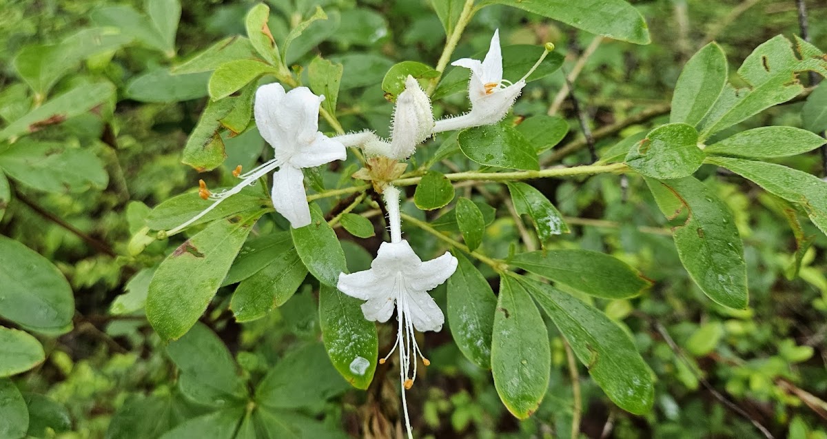 Swamp azalea