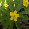 Yellow anemone