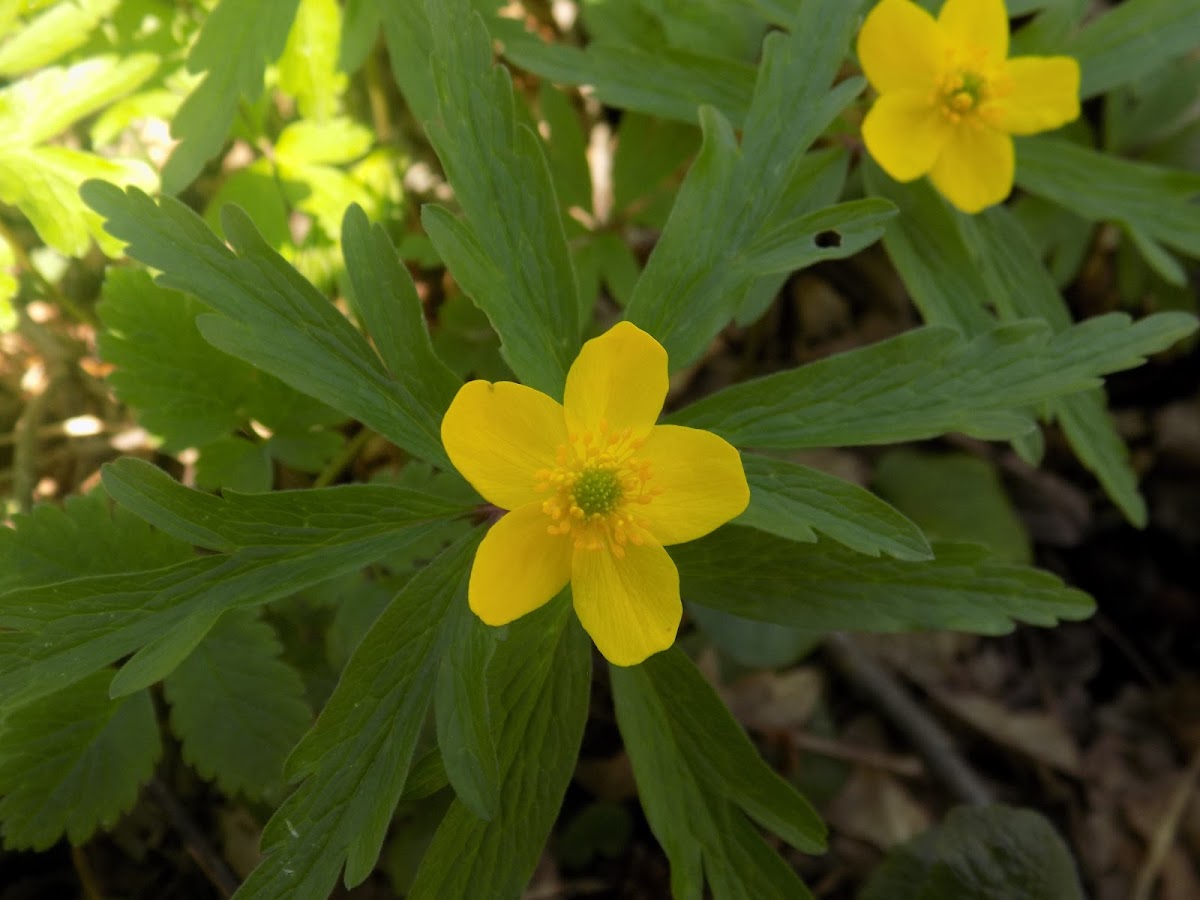 Yellow anemone