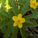 Yellow anemone