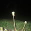 taraxacum