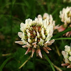 White clover