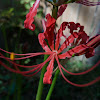 Red Spider Lily