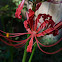 Red Spider Lily