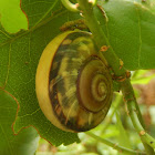 Snail