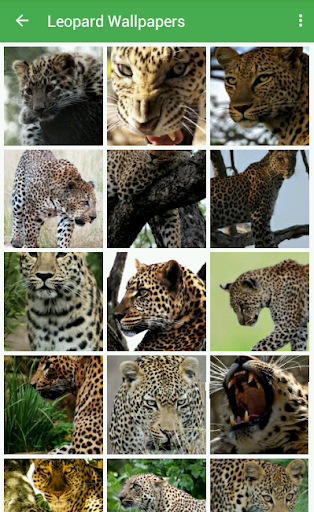 Leopard Wallpapers