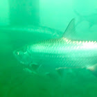 Tarpon