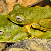 Wallace's Flying Frog