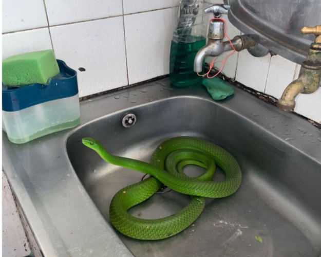 The 1.7m green mamba in the kitchen sink.