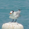 Royal Tern