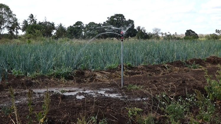 Some of the crops under irrigation at the Chakama irrigation scheme in Kilifi county