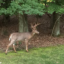 Whitetail deer