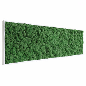 Tableau végétal stabilisé Lichen vert naturel