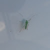 Klamath midge