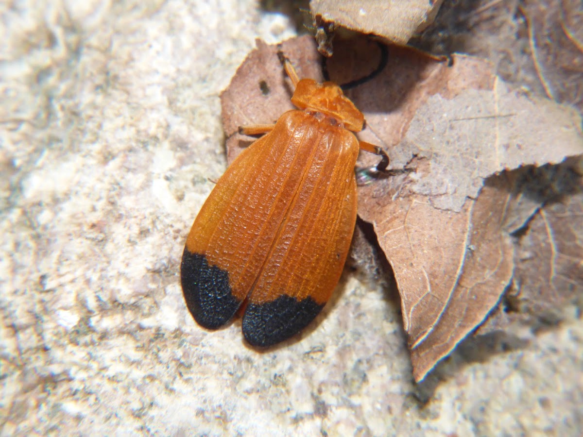 Net-winged Beetle