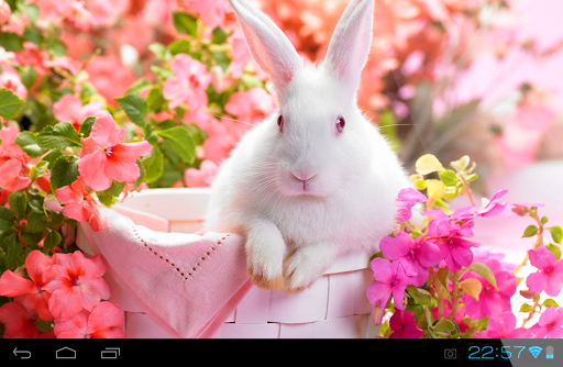 Lovely Rabbit Live Wallpaper