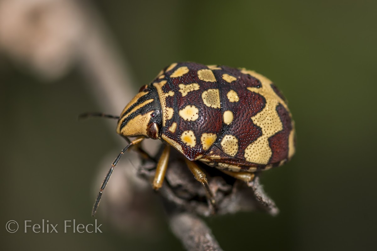 Chelysomid Shield Bug