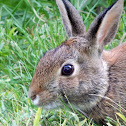 Eastern Cottontail