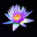 Cover Image of Download Lotus Flower Wallpapers 2.0 APK