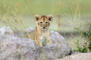 Four alleged lion cub dealers, who were found with three cubs in Boksburg North on Monday, will apply for bail next week. File picture
