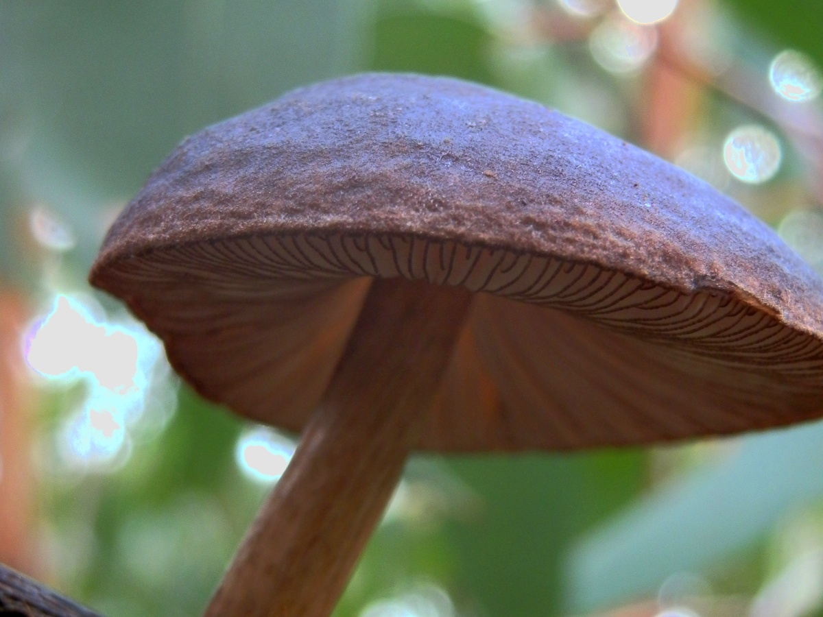 Pluteus mushroom