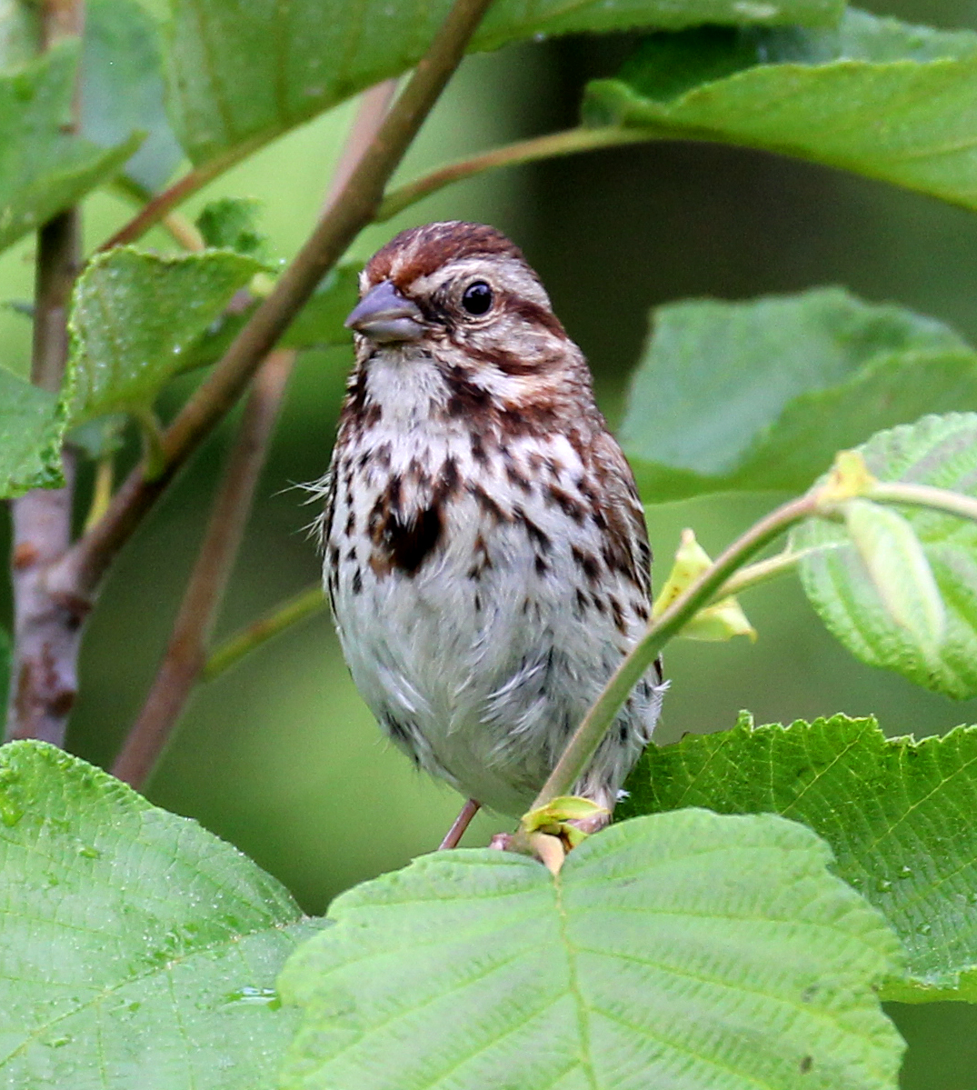 Song Sparrow