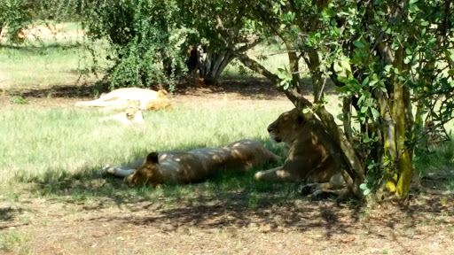 Lion Park South Africa 2015