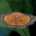 Erebid Moth