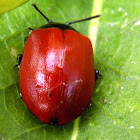 Leaf Beetle