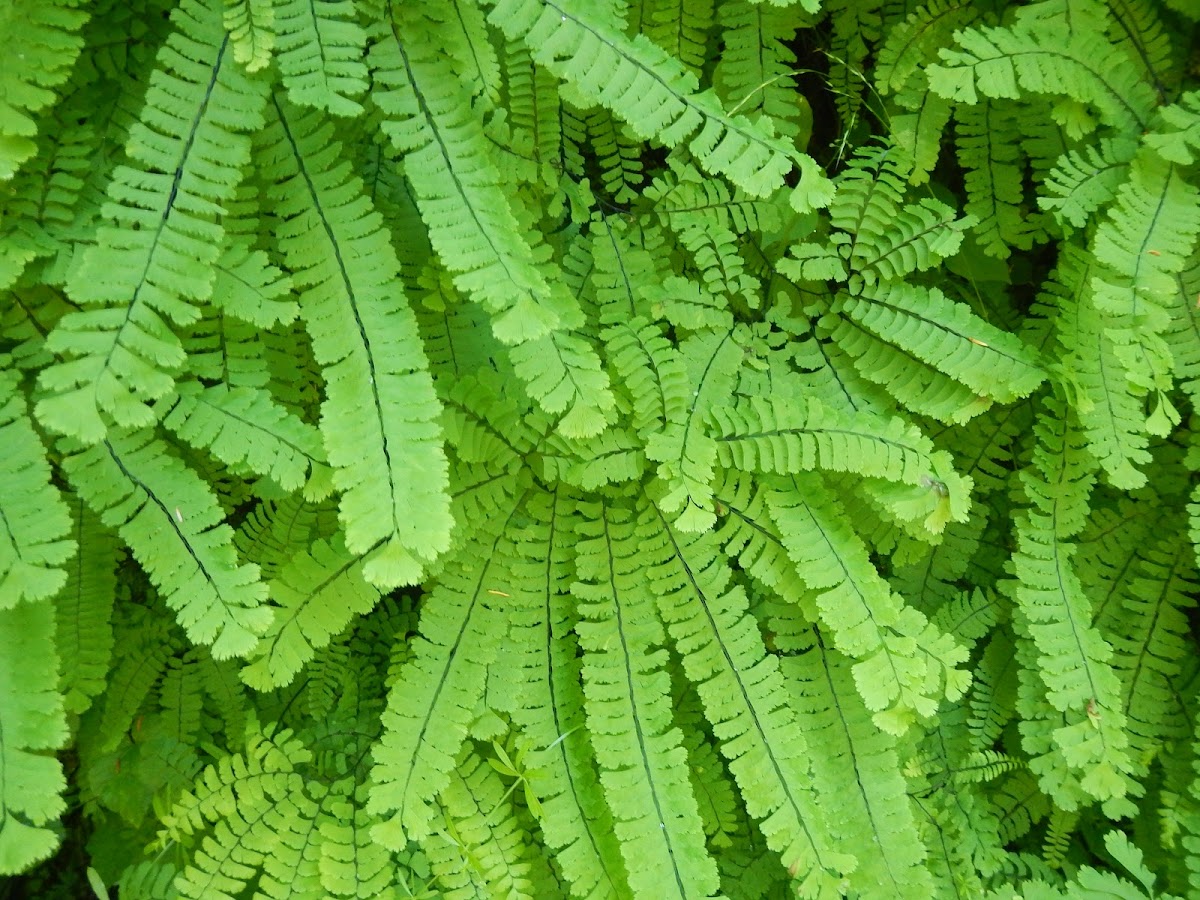 Maidenhair fern