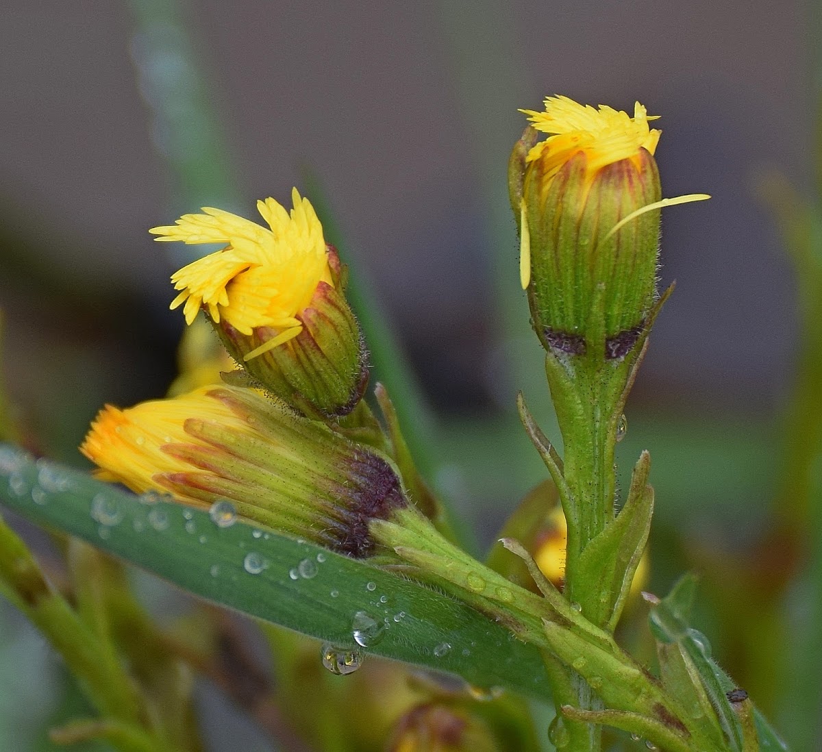 Coltsfoot