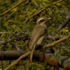 Common woodshrike