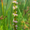 Common Arrowgrass