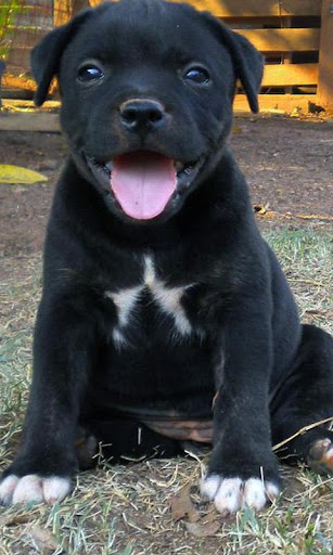 Staffordshire Bull Terrier Dog