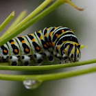 anise swallowtail