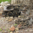 Reptiles de Zamorano Univ. campus (Honduras)