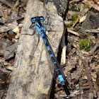 Common Blue Damselfly