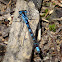 Common Blue Damselfly