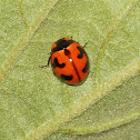 Transverse Ladybird