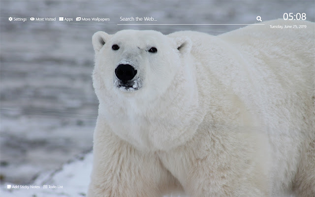 Polar Bears Tapeta HD Nová karta Téma