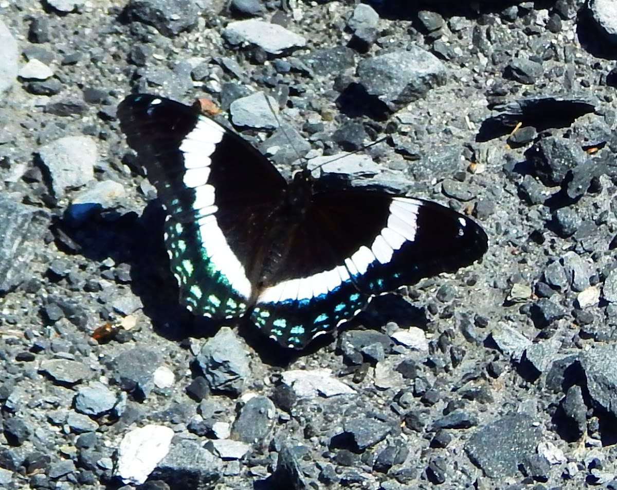 White Admiral