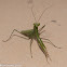 Praying Mantis