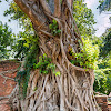 Chinese banyan, Malayan banyan, Indian laurel, curtain fig (w/ Buddha head in roots)