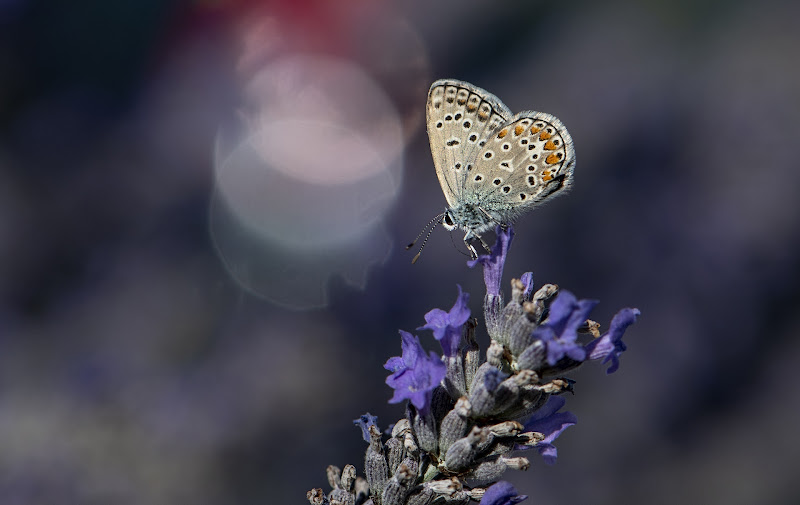 Licenide su lavanda di Luporosso