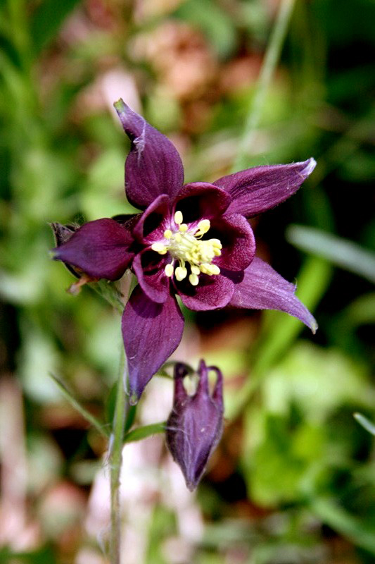 ORCHIDEA SELVAGGIA di rafiki