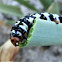 Lily moth larva. Larva de polilla de lirio