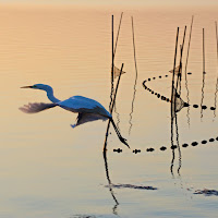 Airone in laguna di 