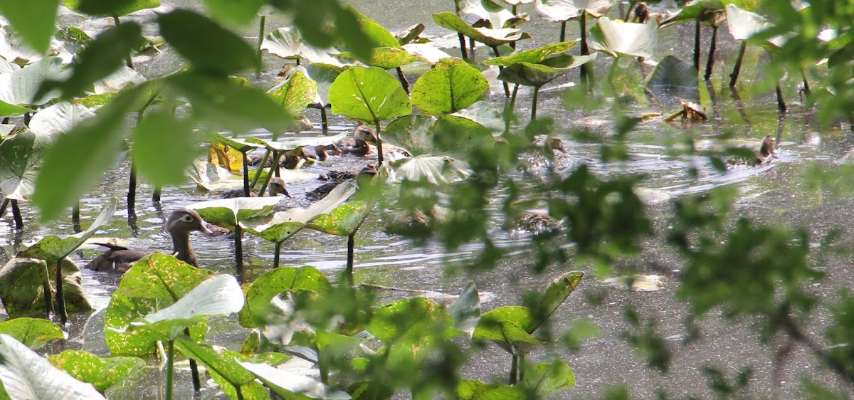 Wood Duck, female and ducklings