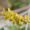 Crotalaria pallida 豬屎豆