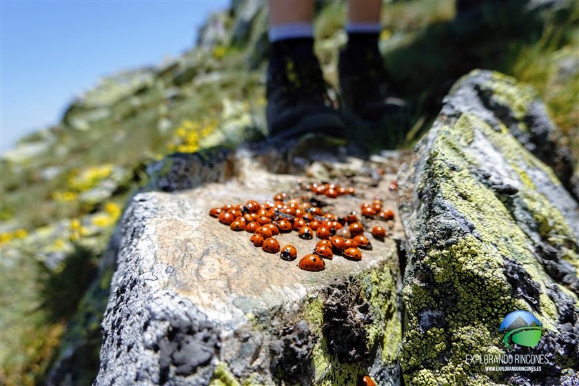 La Pinareja 2.197 con NIÑOS Sierra de Guadarrama